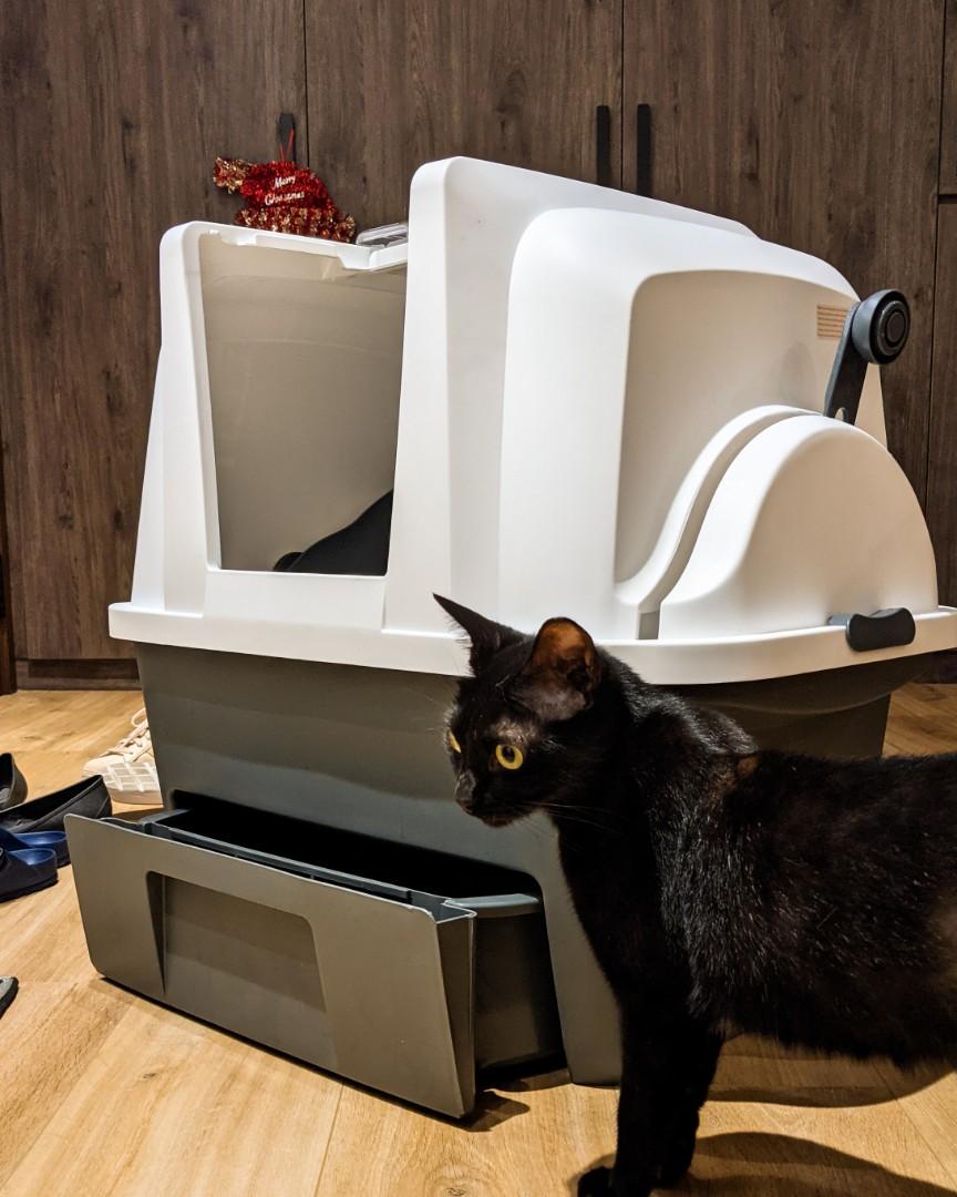 No scoop litter box outlet