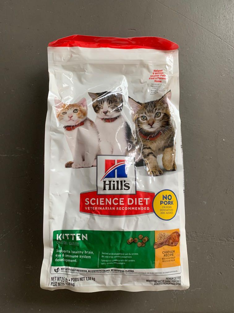 hills kitten 1