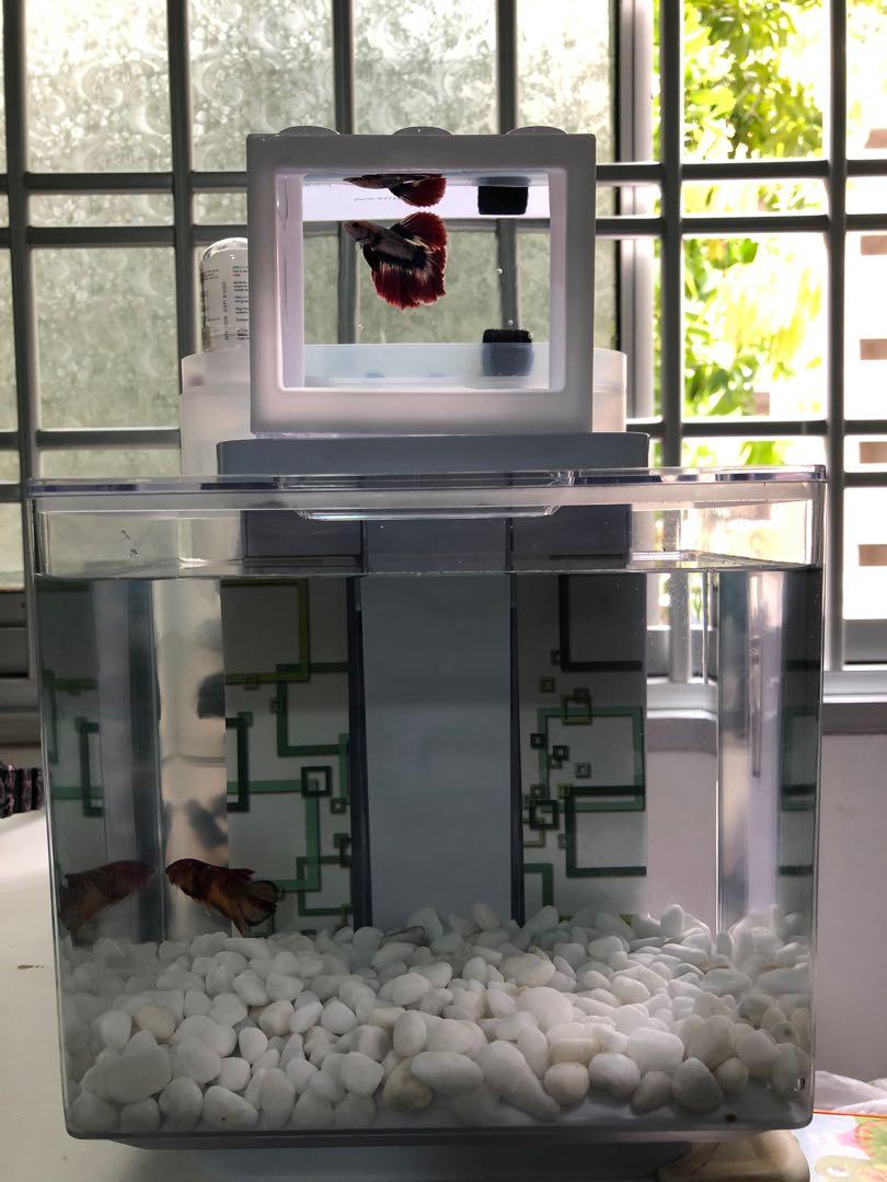 Marina Betta ez care plus fishtank Fish not included in this picture Pet Supplies Homes Other Pet Accessories on Carousell