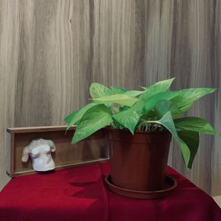 （分類：）位於 。 由 smilefwhm 提交（商品編號 1097042643，圖片 1）。簡介： 。