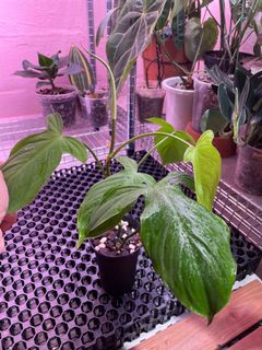(Category: ) located in . Submitted by plant.botany (Listing ID 1096990026, Image 1). Description: .
