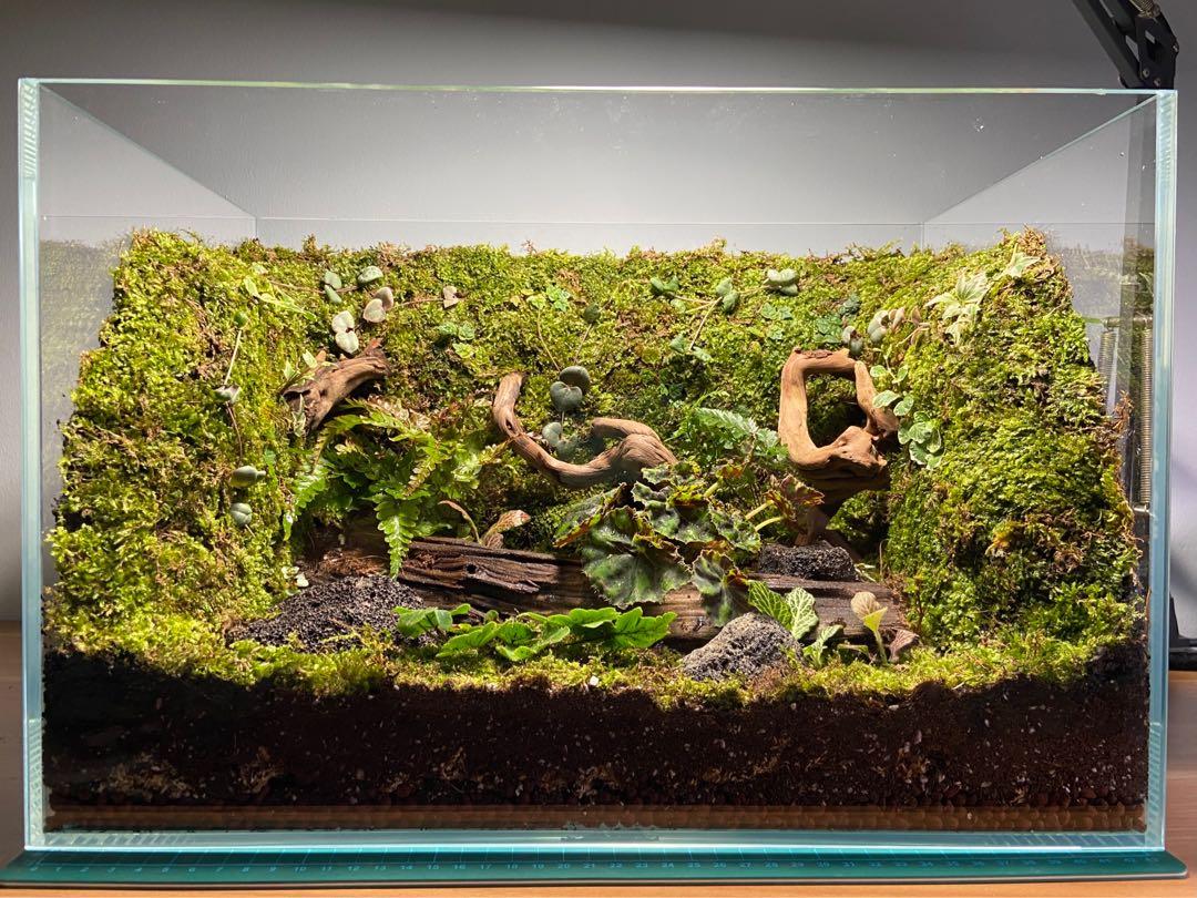 Vivarium / Terrarium / Paludarium customisation available (IG