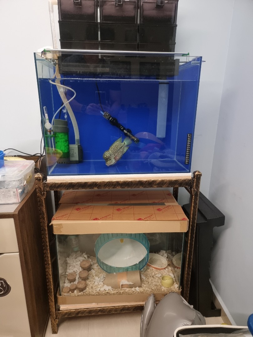 2FT X 1FT x 1.5Ft Fish Tank, Pet Supplies, Homes & Other Pet Accessories on Carousell