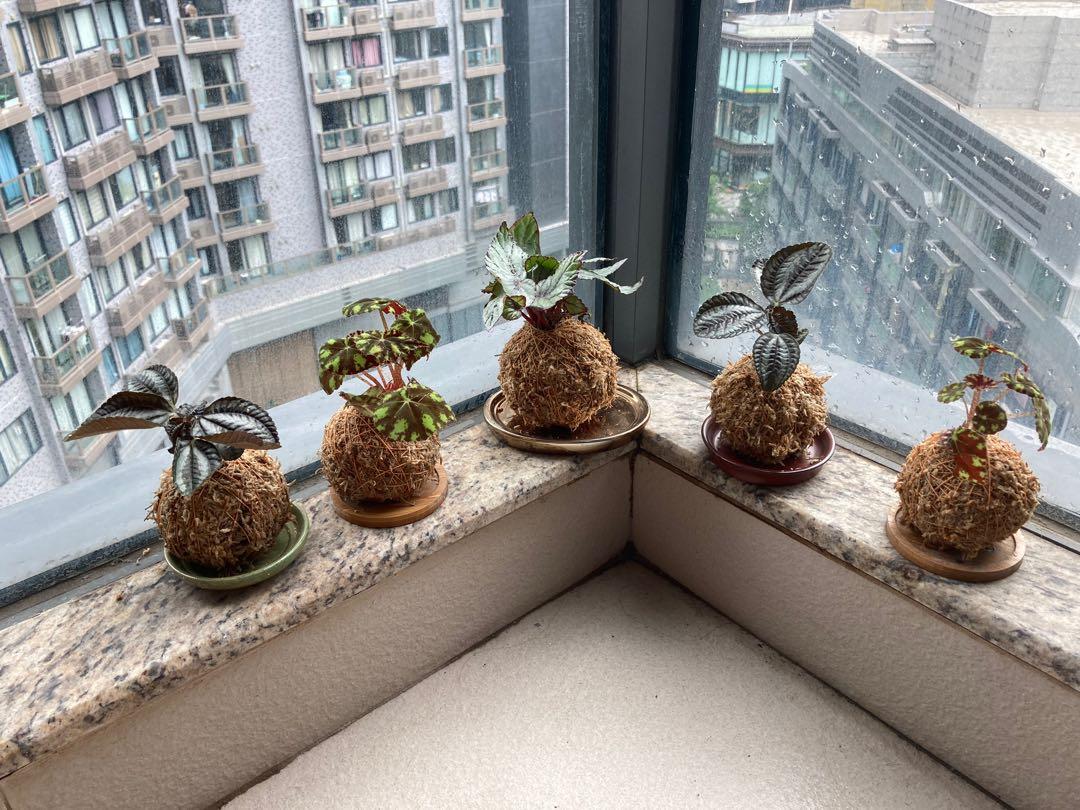 日式苔玉| 苔球| Japanese Kokedama | Bonsai | 手作室內植物|, 傢俬