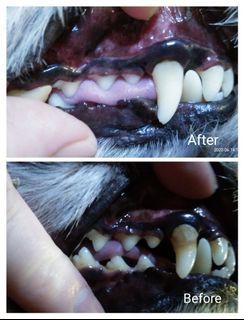 (Category: ) located in . Submitted by rmullerpawspetoxygenanddental (Listing ID 1097329298, Image 1). Description: .