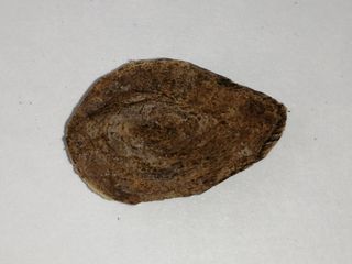 （分類：）位於 。 由 sandylim0805 提交（商品編號 1097264282，圖片 1）。簡介： 。
