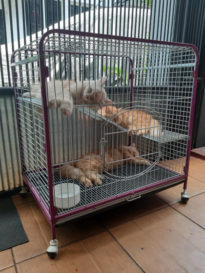 Dijual kandang kucing baru 3 bulan