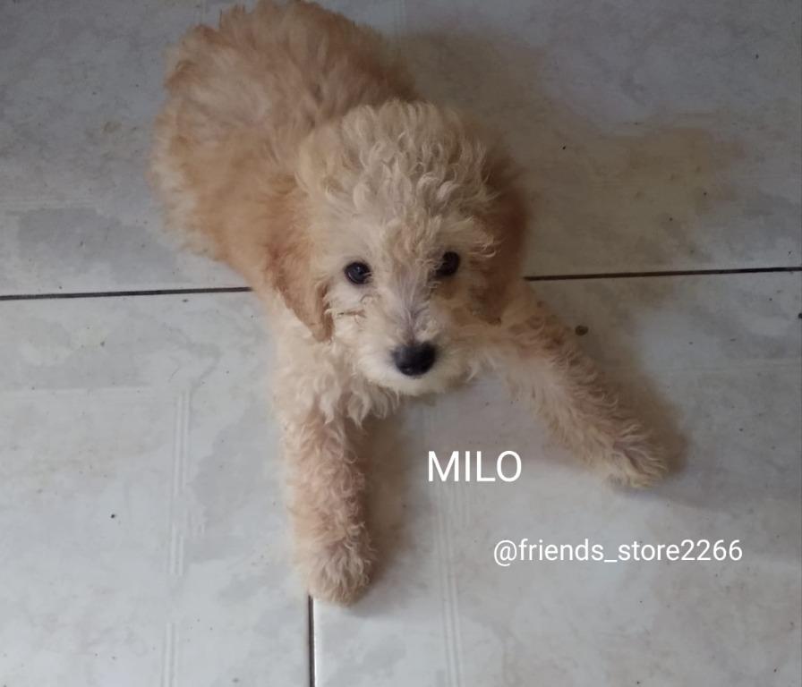 Harga anjing sale poodle toy