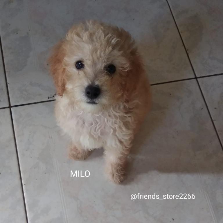 Harga anjing hotsell poodle toy