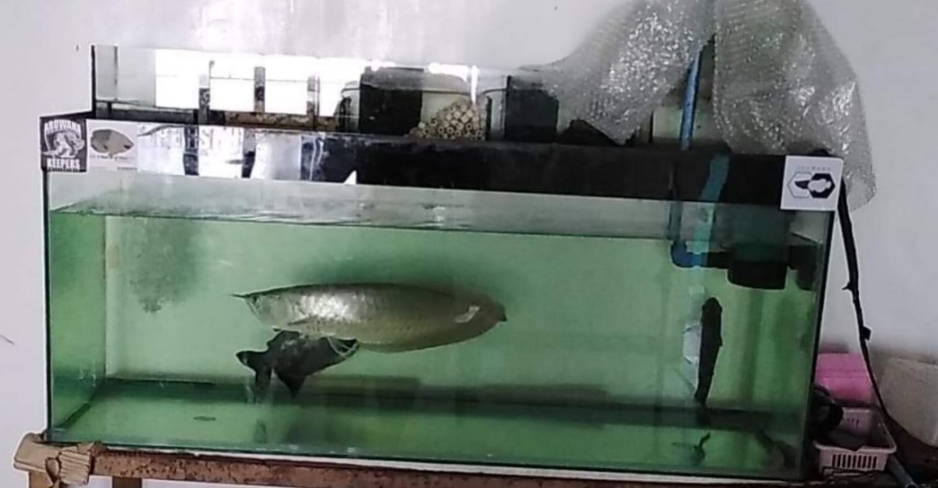 arowana 75 gallon tank