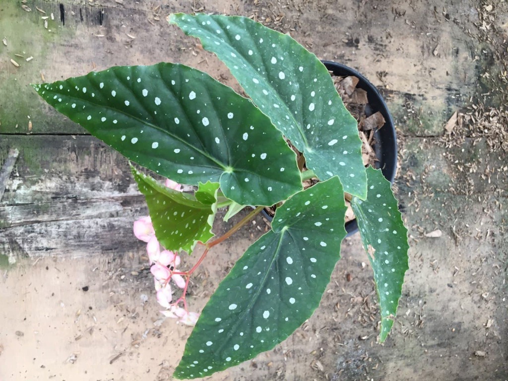 Begonia Rex Potting Mix Soil Mix Cheap Plant Furniture Home Living Gardening Plants Seeds On Carousell