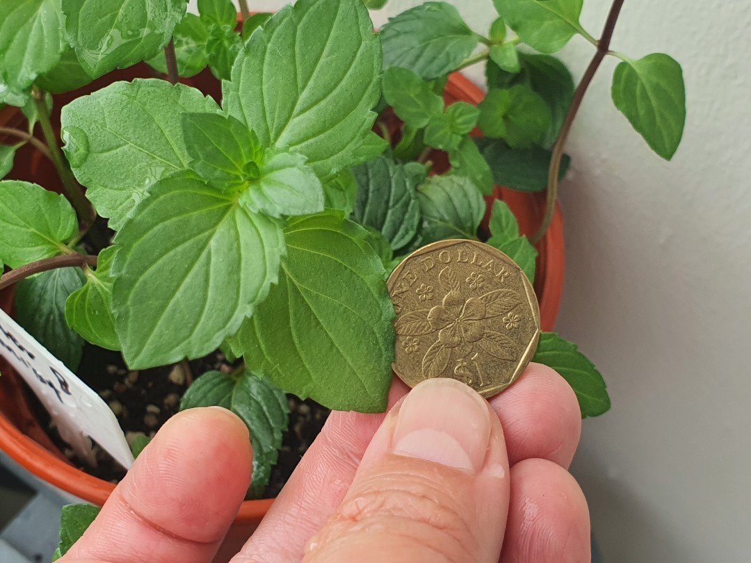 Edible Mint Plants (special ID), Furniture & Home Living, Gardening