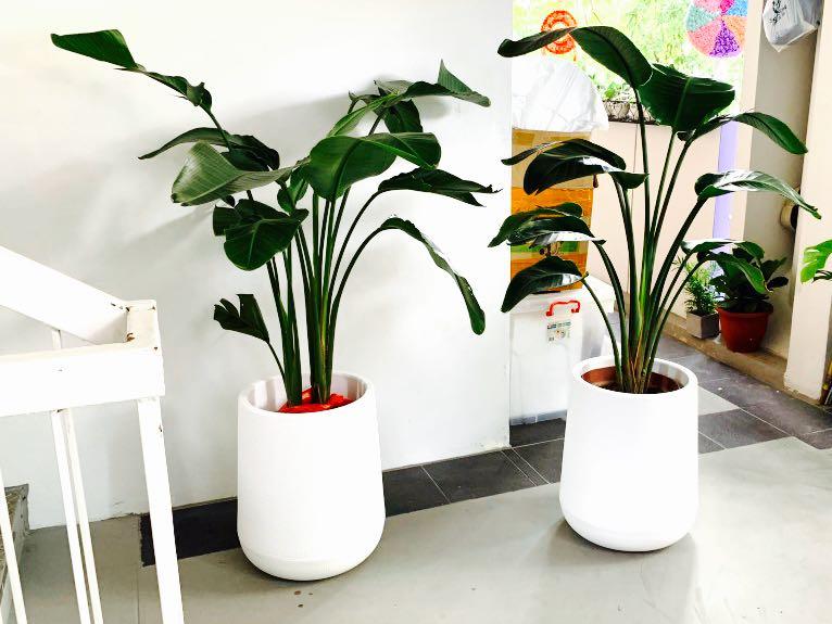 Huamama Garden Bird Of Paradise 138 Qxpress Delivery 10 Furniture Home Living Gardening Plants Seeds On Carou - Garden Veggie Plants Delivered Huamama Garden Bird Of Paradise 138 Qxpress Delivery 10 Furniture Home Living Gardening Plants Seeds On Carou - Garden Veggie Plants Delivered