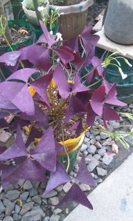 (Category: ) located in . Submitted by unichelle (Listing ID 1097474140, Image 1). Description: .