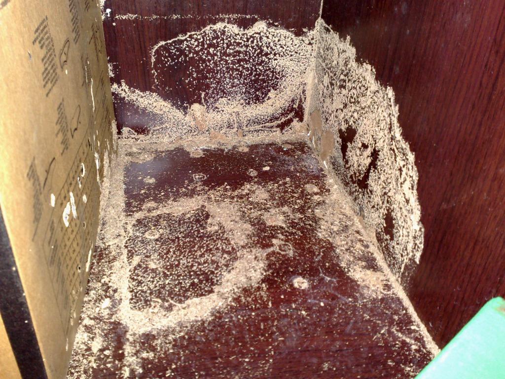 Professional Termite Control White ants Pest control NEA licenced since