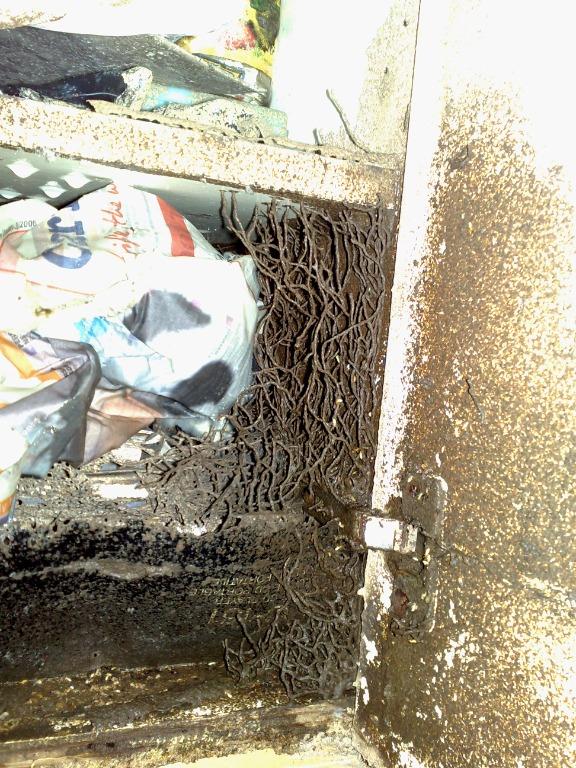 Professional Termite Control White ants Pest control NEA licenced since