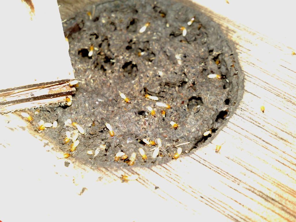 Professional Termite Control White ants Pest control NEA licenced since