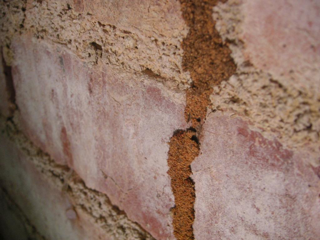 Professional Termite Control White ants Pest control NEA licenced since