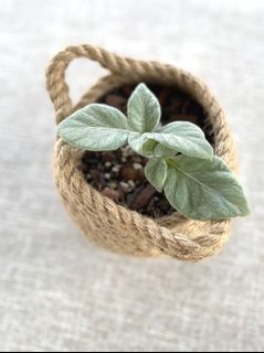 （分類：）位於 。 由 k.laplante 提交（商品編號 1082245214，圖片 1）。簡介： 。