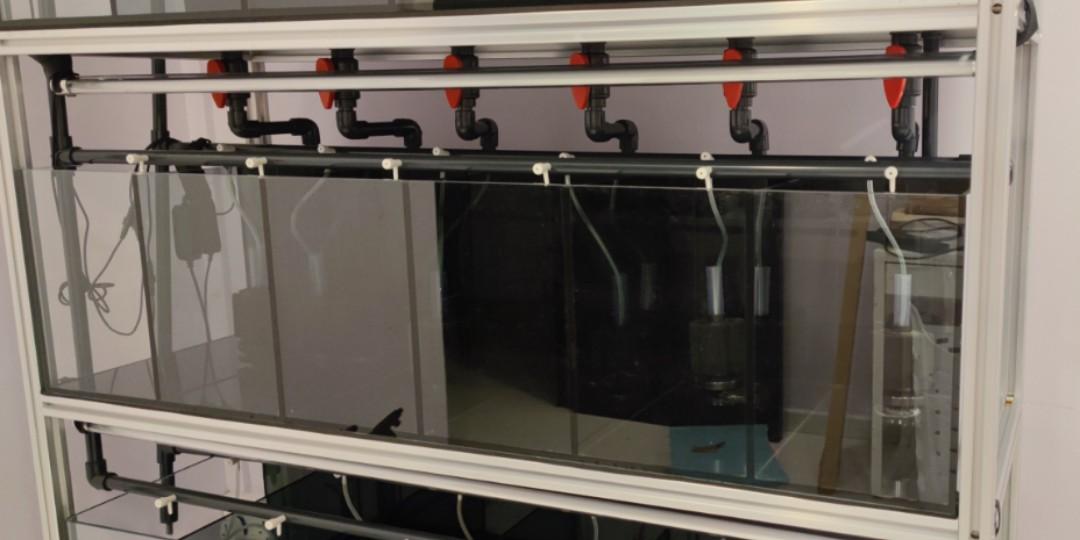 Betta / Guppy Multilevel Rack Tank System / Complete Fish Tank System