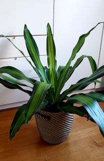 （分類：）位於 。 由 papillonbb 提交（商品編號 1091814947，圖片 1）。簡介： 。