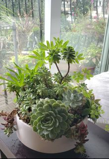 （分類：）位於 。 由 papillonbb 提交（商品編號 1091822278，圖片 1）。簡介： 。