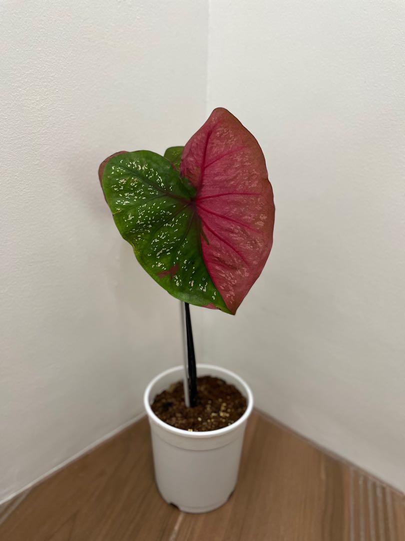 Caladium Red Beret (Rare), Furniture & Home Living, Gardening ...