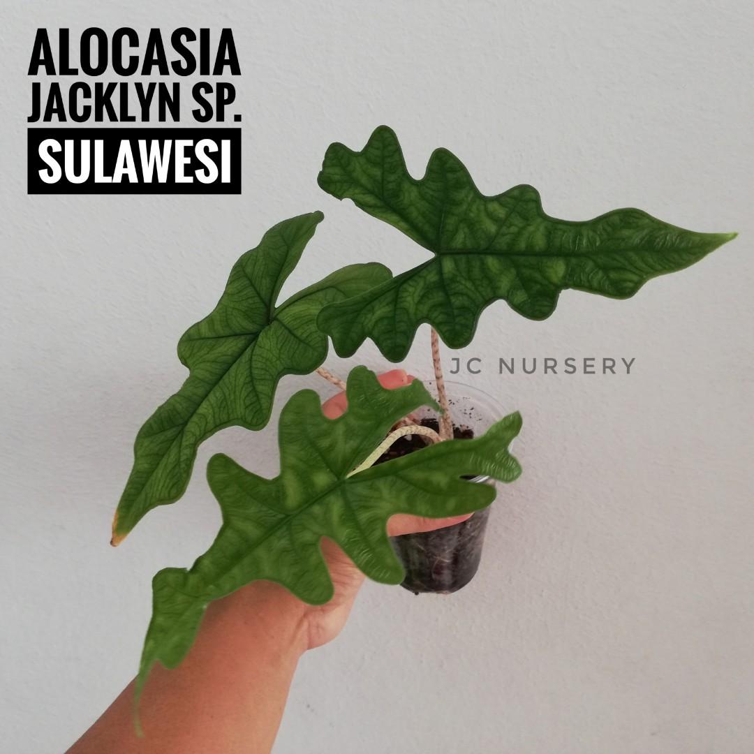 Cod Alocasia Jacklyn Real Plant Aroids Pokok Jcnursery Home Furniture Gardening On Carousell