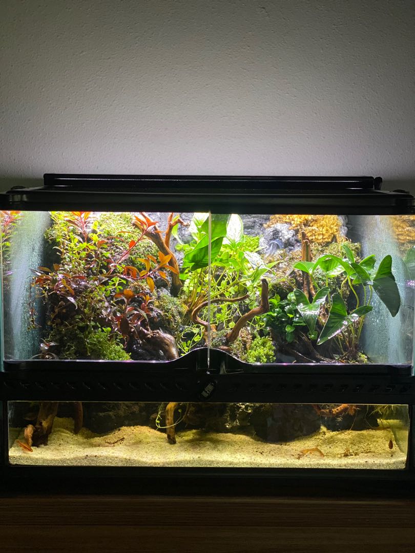 exo terra paludarium pet supplies homes other pet accessories on carousell