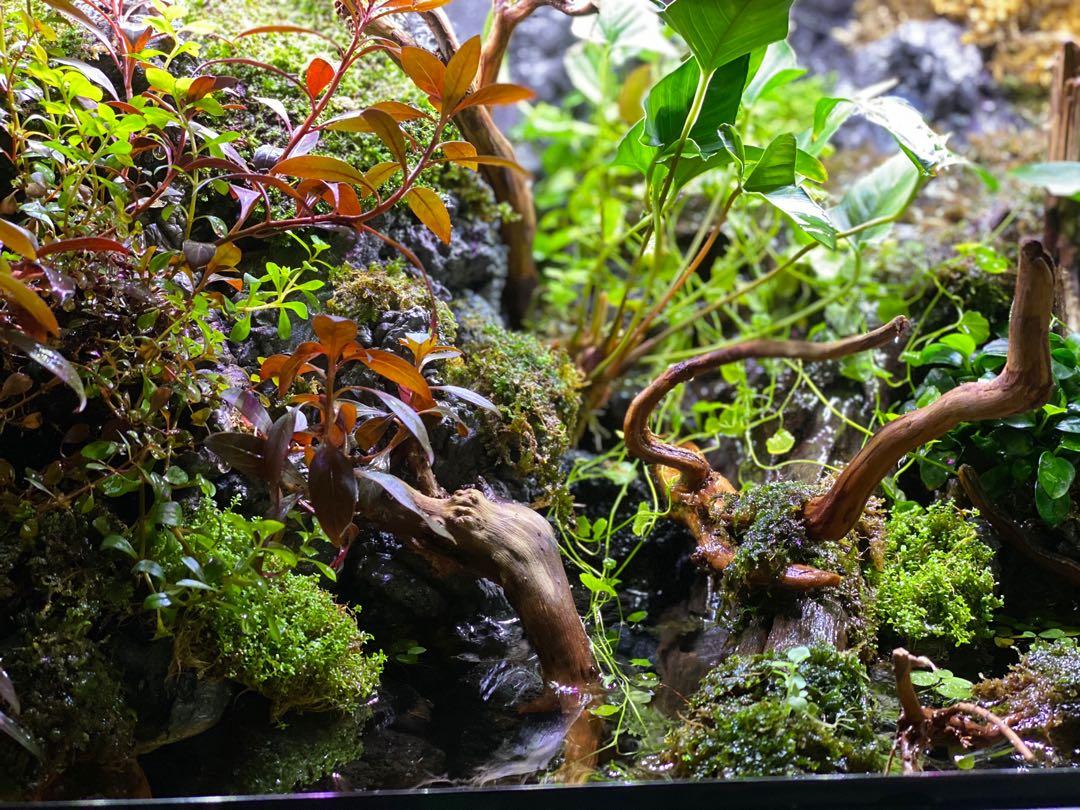 exo terra paludarium pet supplies homes other pet accessories on carousell
