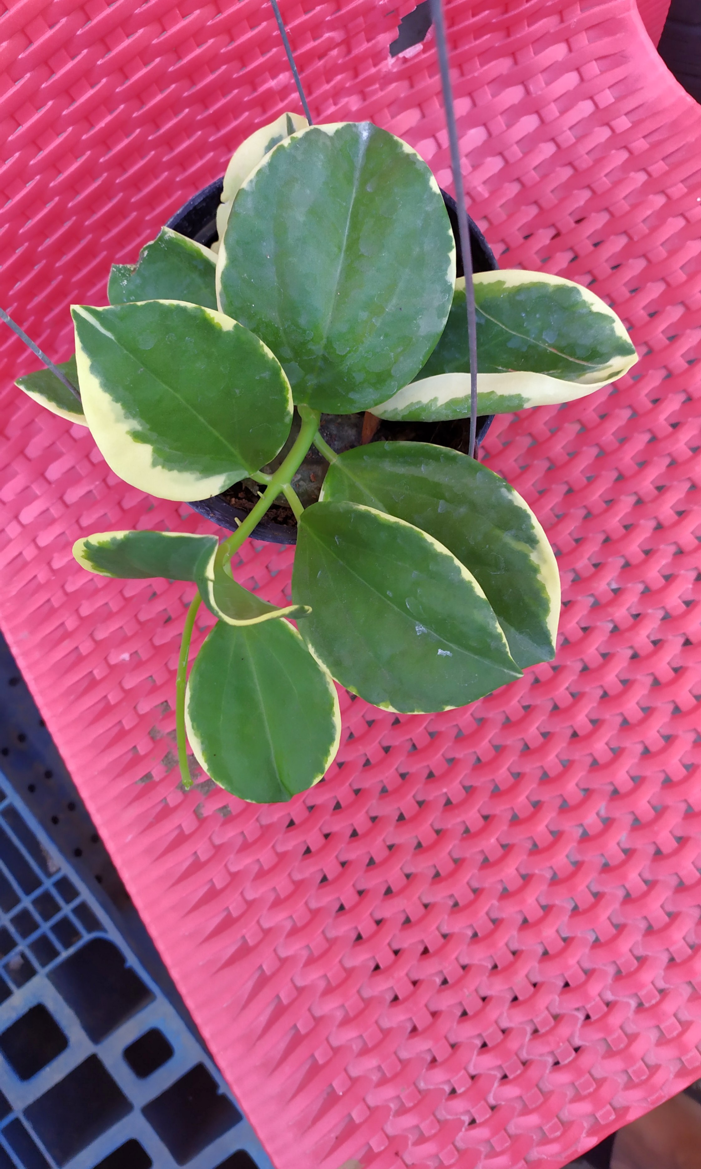 Hoya plants for sale, Furniture & Home Living, Gardening, Plants