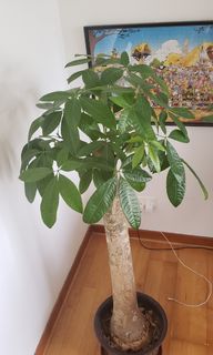 （分類：）位於 。 由 papillonbb 提交（商品編號 1091825404，圖片 1）。簡介： 。