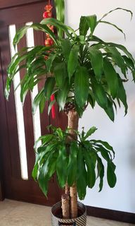 （分類：）位於 。 由 papillonbb 提交（商品編號 1091824961，圖片 1）。簡介： 。