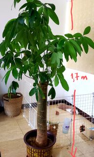 （分類：）位於 。 由 papillonbb 提交（商品編號 1091826086，圖片 1）。簡介： 。
