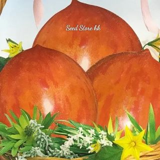（分類：）位於 。 由 seedstorehk 提交（商品編號 1091916687，圖片 1）。簡介： 。