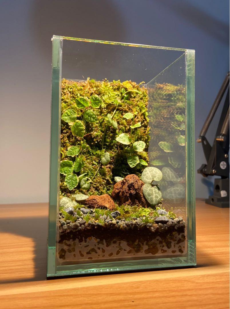 Terrarium Moss Wall A (IG greenartistssg), Furniture & Home Living