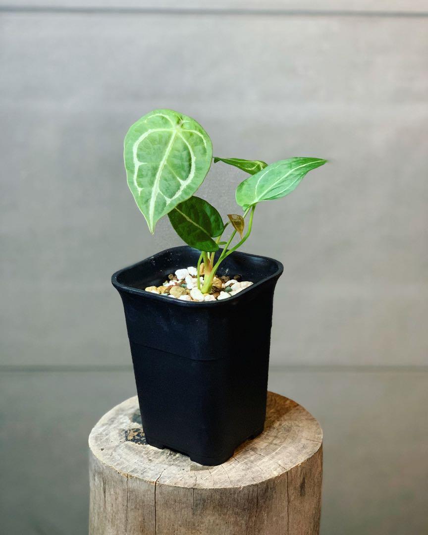 Anthurium Forgetii Monstera Alocasia Philodendron Plant 傢俬 家居 園藝 土壤和肥料 Carousell