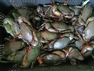 Crabs Fresh from Palawan!!!