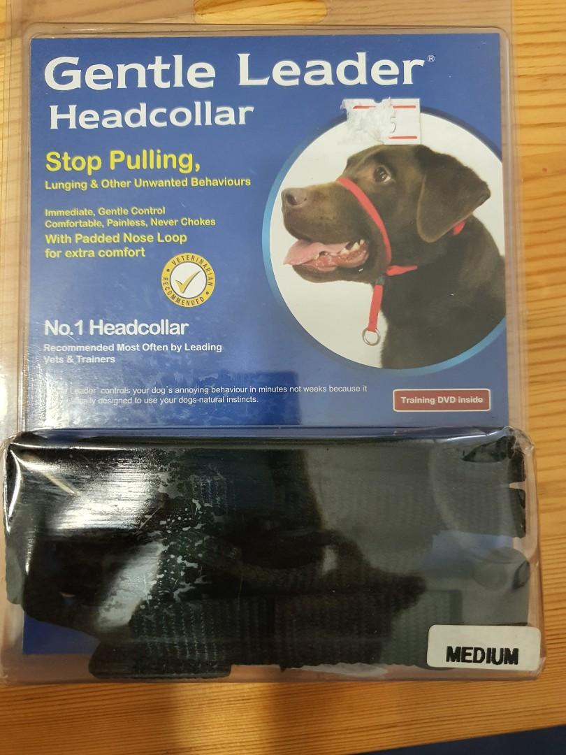 How Do You Put A Gentle Leader On A Dog