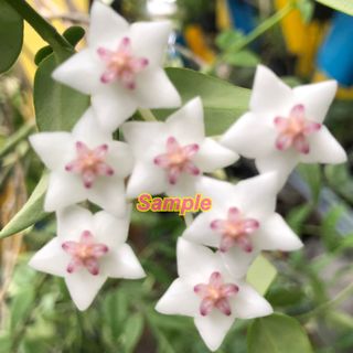 （分類：）位於 。 由 green_garden 提交（商品編號 1097712480，圖片 1）。簡介： 。