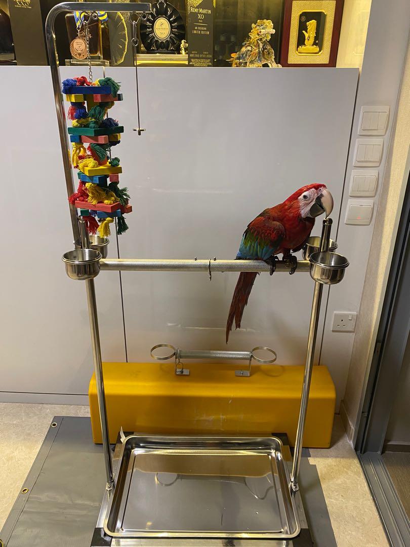 Large to medium size perch Newly arrived Stainless Steel Macaw