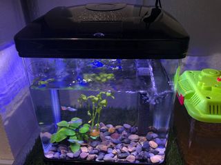 (Category: ) located in . Submitted by rockersrocx (Listing ID 1091973790, Image 1). Description: .