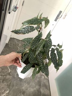 （分類：）位於 。 由 uzzzz 提交（商品編號 1092019885，圖片 1）。簡介： 。