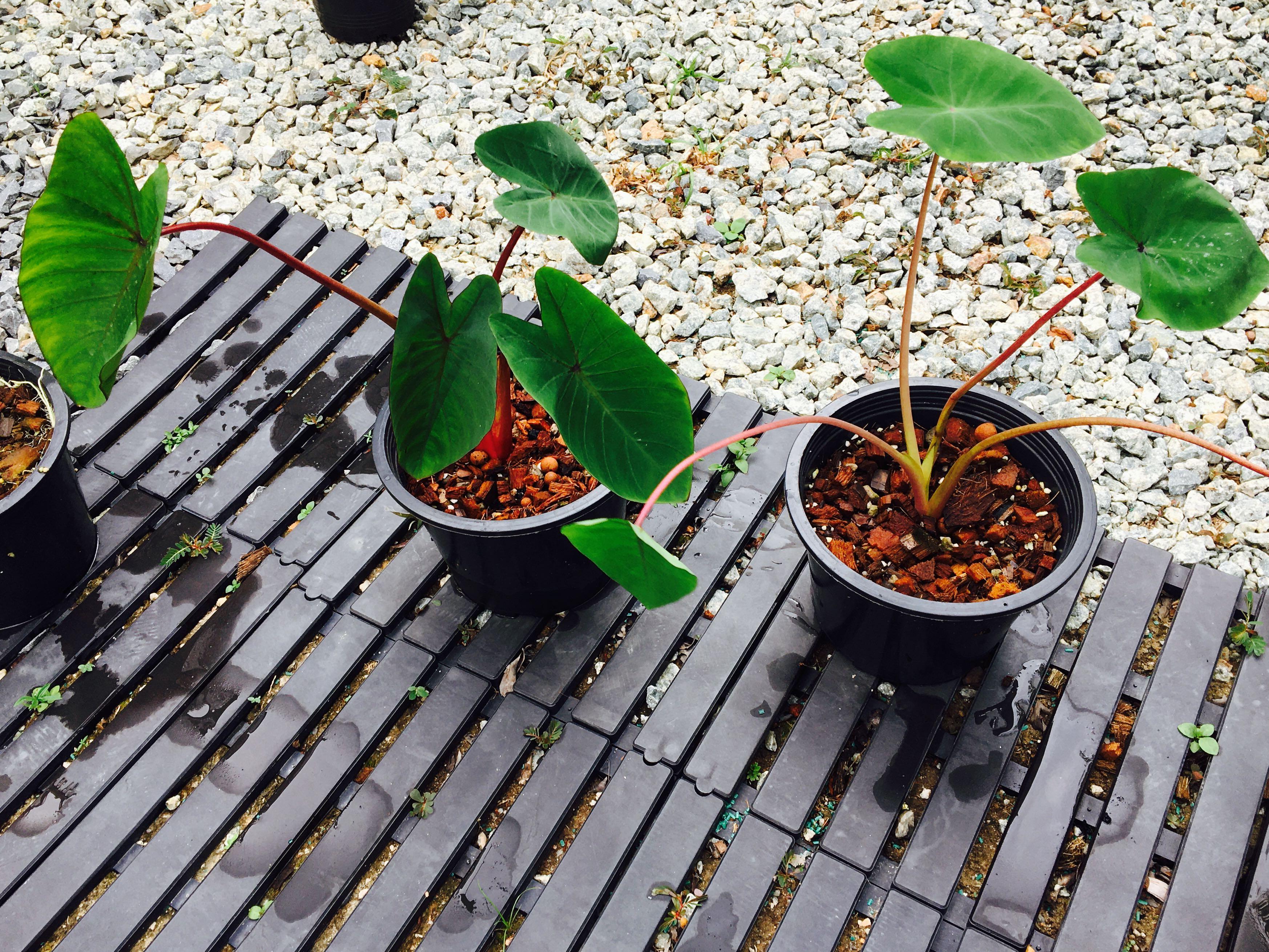 Colocasia Hawaiian Punch, Furniture & Home Living, Gardening ...