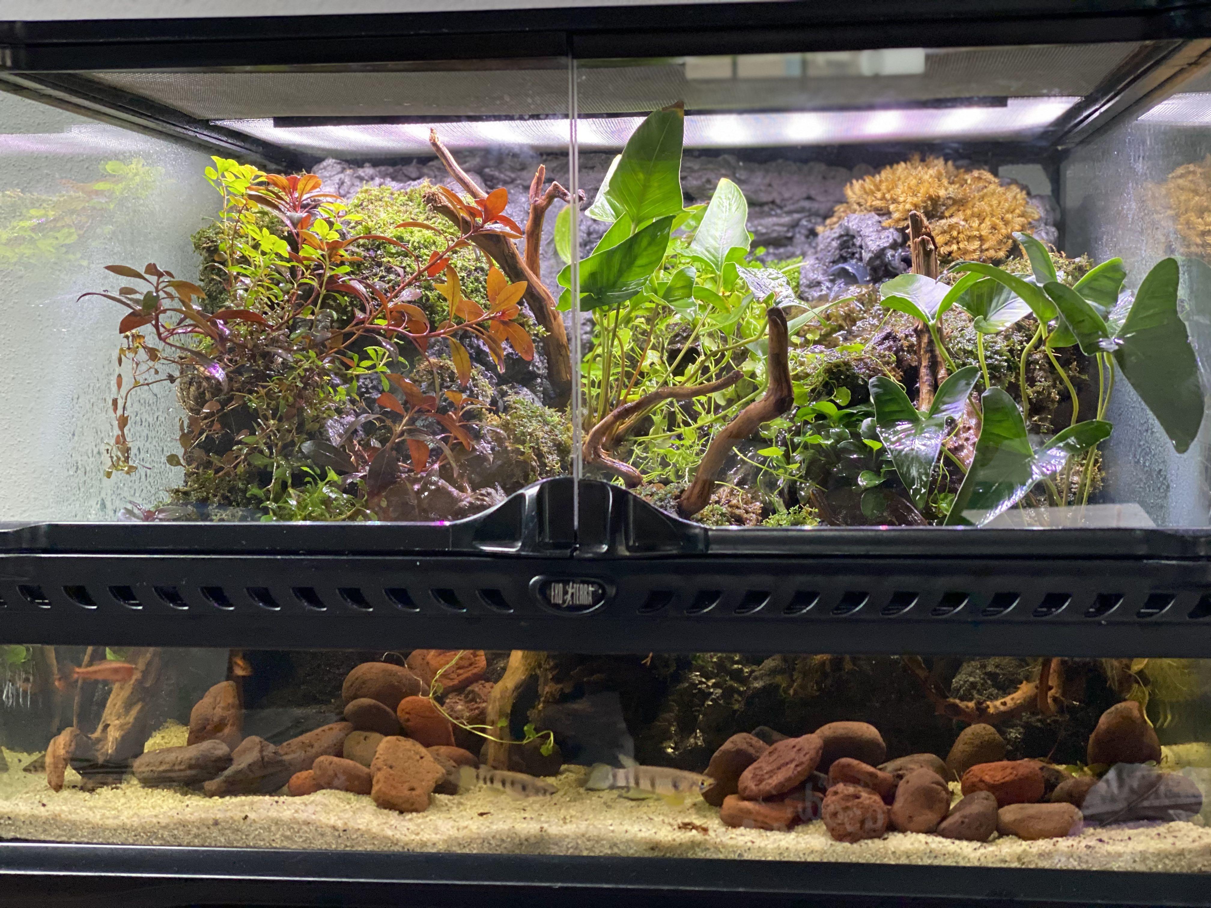 My First Exo Terra Waterfall And Self Built Backing Made