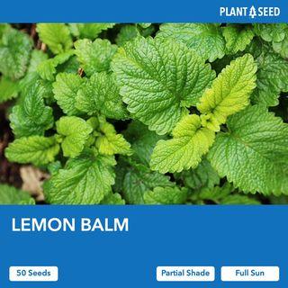 Lemon Balm Herb Seeds [50 Seeds]
