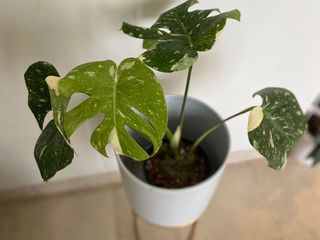 (Category: ) located in . Submitted by plantcollection (Listing ID 1090509207, Image 1). Description: .