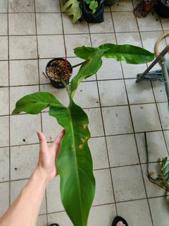 (Category: ) located in . Submitted by borneoplantgasm (Listing ID 1092041369, Image 1). Description: .