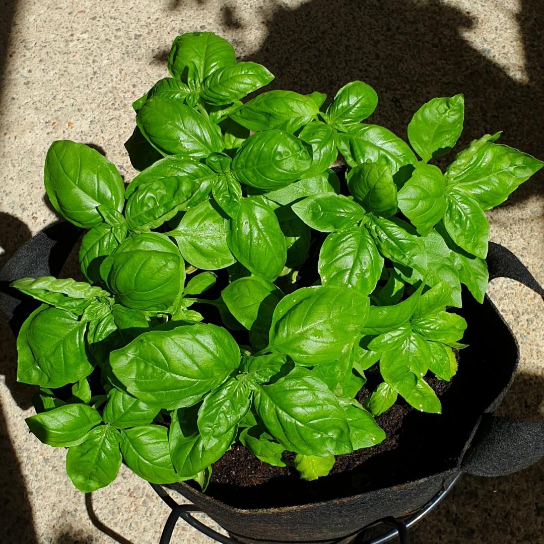 Sweet Basils Plant, Furniture & Home Living, Gardening, Plants & Seeds