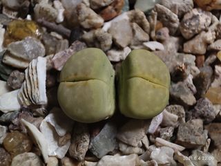 （分類：）位於 。 由 qookids 提交（商品編號 1092147669，圖片 1）。簡介： 。